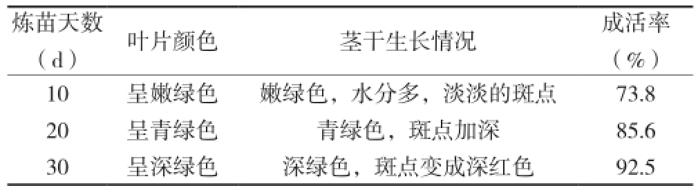 铁皮石斛深夜视频免费在线观看苗驯化技术研究