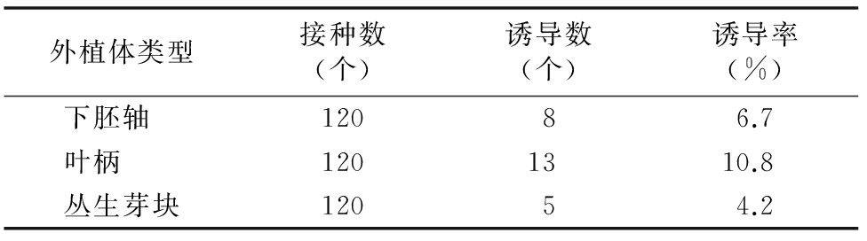 甜菜雄性不育系高效深夜视频免费在线观看再生体系的建立